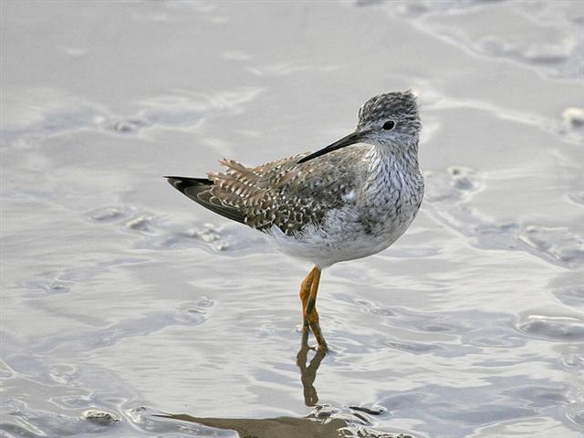 Lesser Yellowlegs