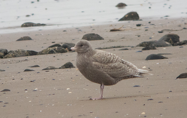 Glaucous Gull