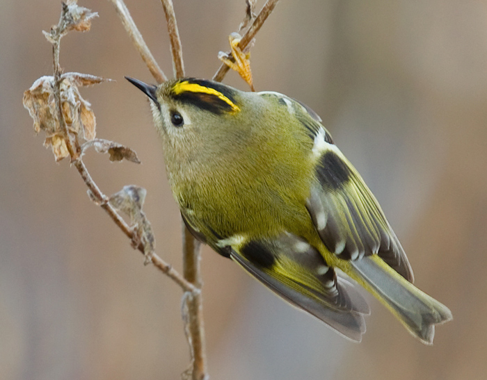 Goldcrest