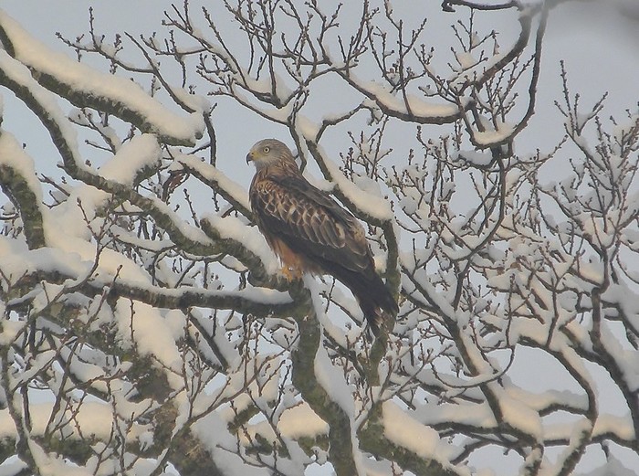 Red Kite