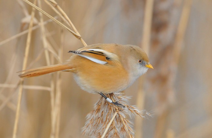 Bearded Tit