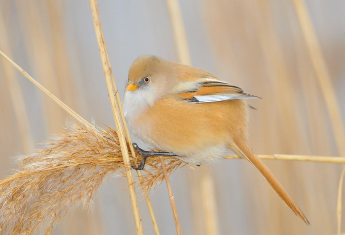 Bearded Tit