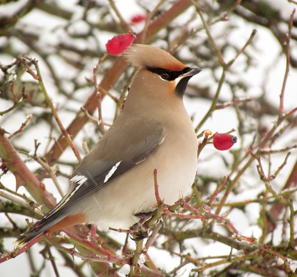 Waxwing