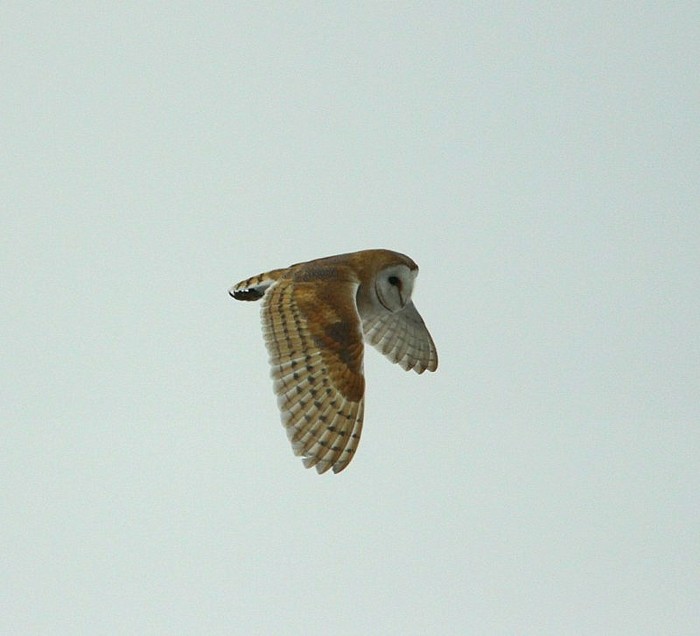 Barn Owl