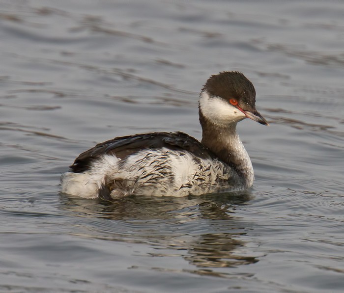 Slavonian Grebe