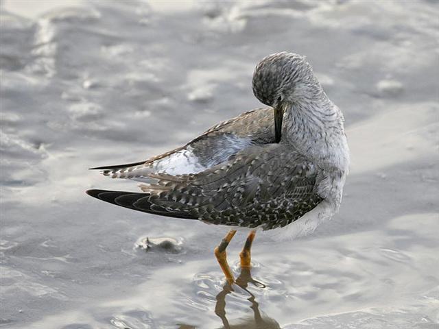 Lesser Yellowlegs