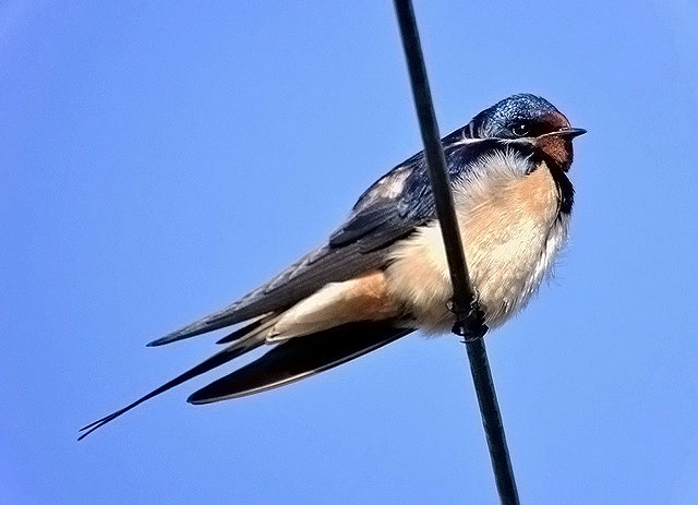Swallow