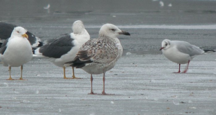 Caspian Gull