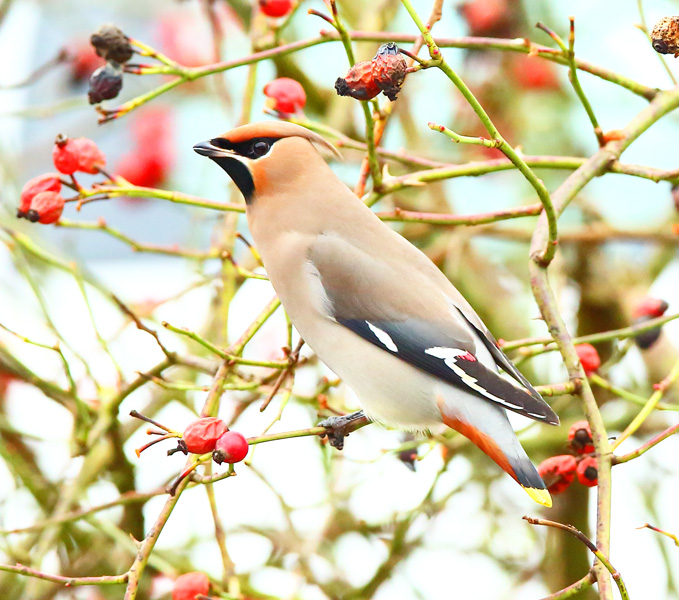 Waxwing