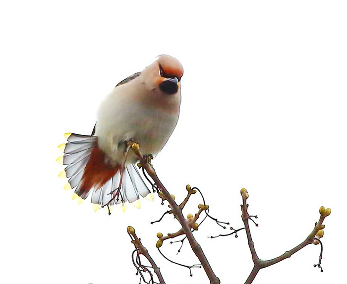 Waxwing