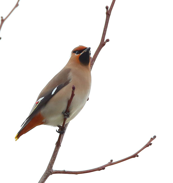 Waxwing