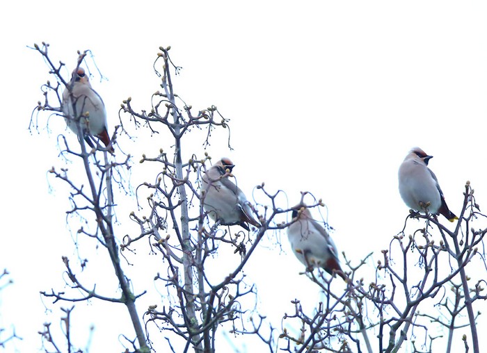 Waxwing