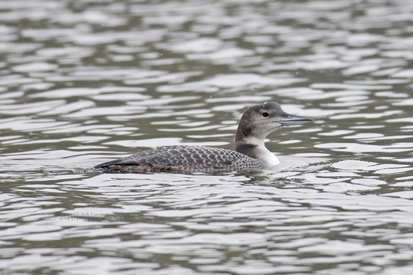 Great Northern Diver