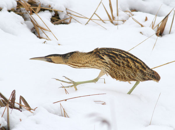 Bittern