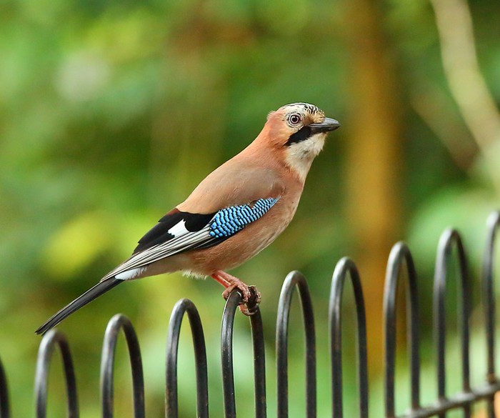 Jay