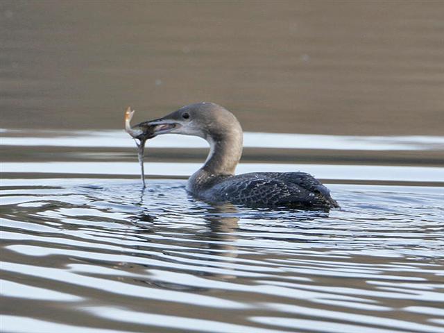 Pacific Diver