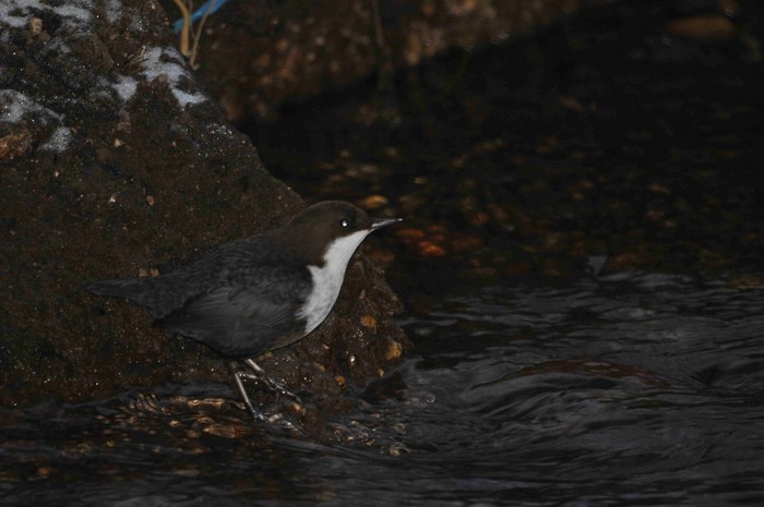 Black-bellied Dipper