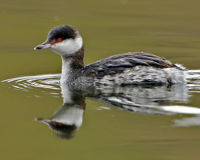 Slavonian Grebe