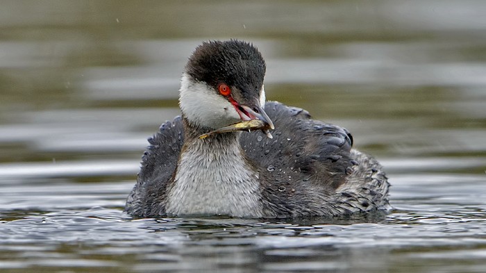 Slavonian Grebe