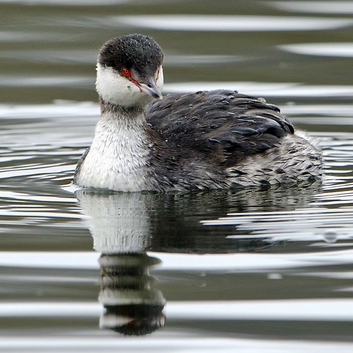 Slavonian Grebe