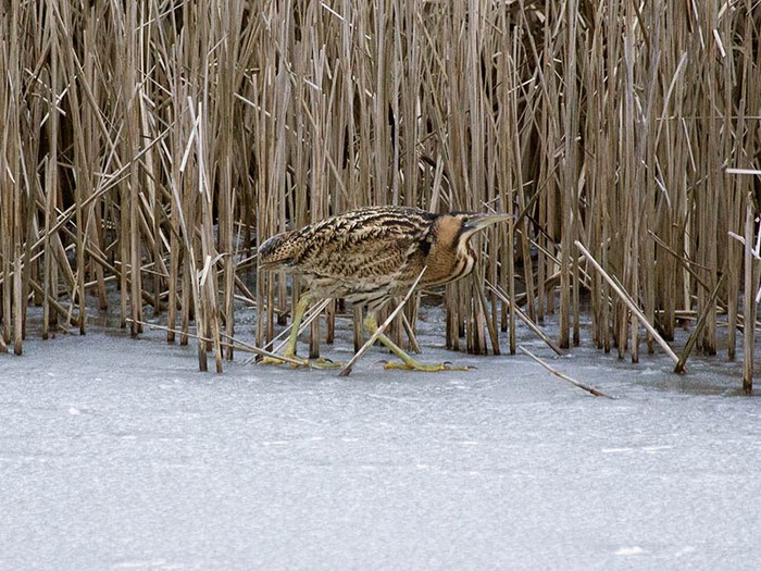 Bittern