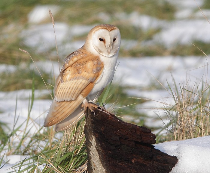Barn Owl