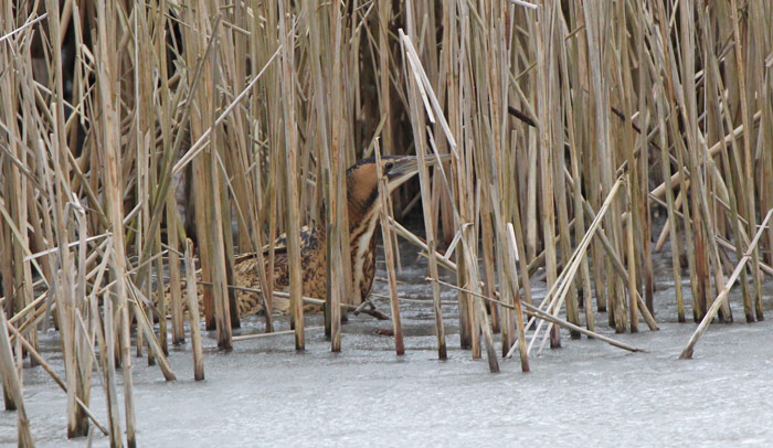 Bittern