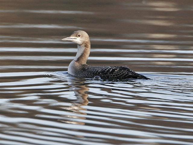 Pacific Diver