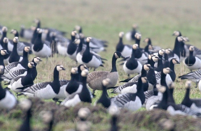Todd's Canada Goose