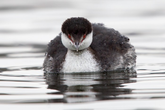 Slavonian Grebe