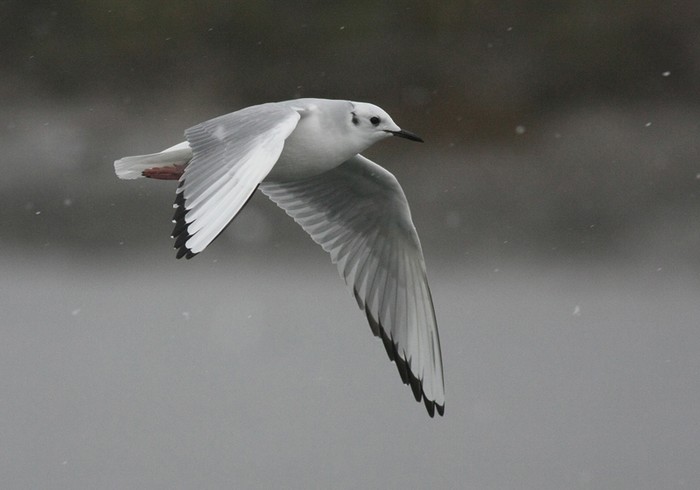 Bonaparte's Gull
