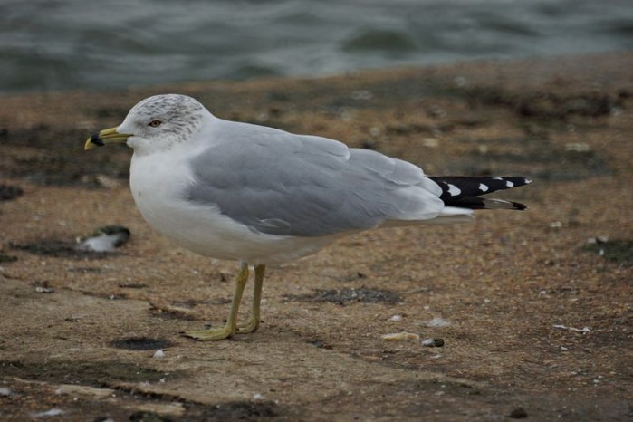 Ring-billed Gull