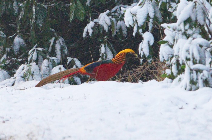 Golden Pheasant