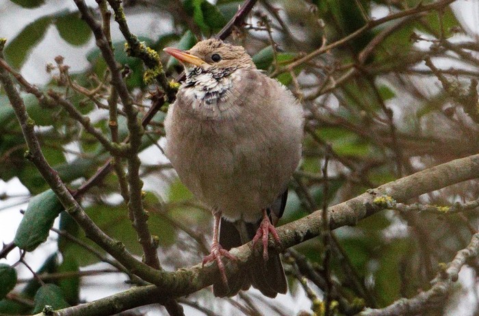 Rose-coloured Starling