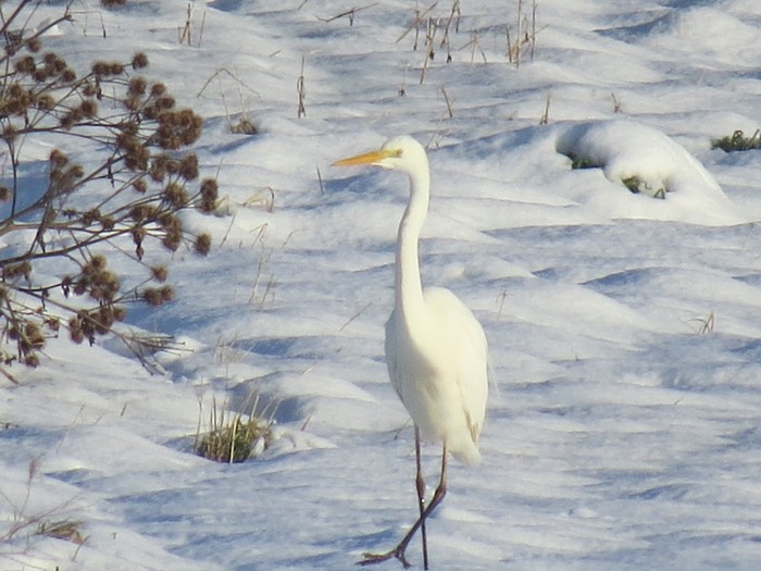 Great White Egret