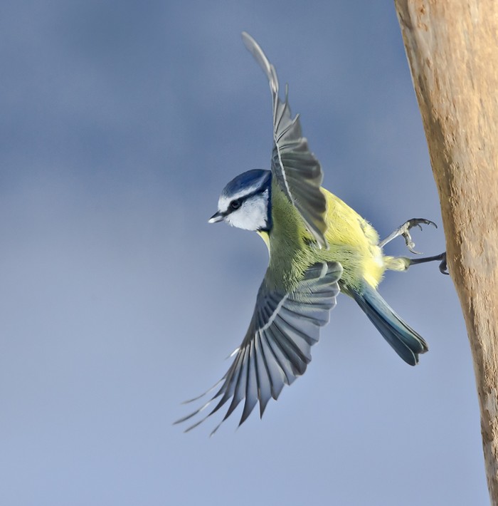 Blue Tit