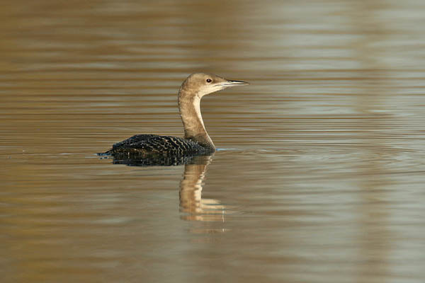 Pacific Diver