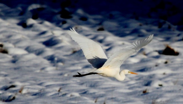 Great White Egret