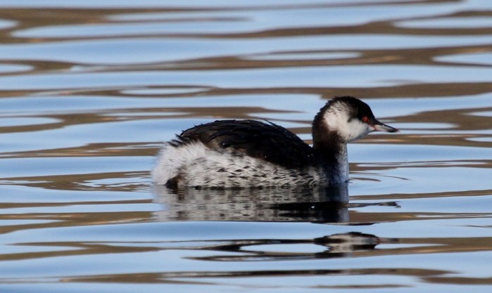 Slavonian Grebe