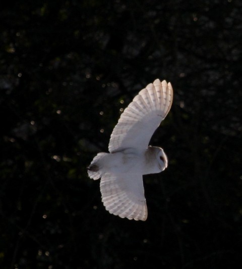 Barn Owl