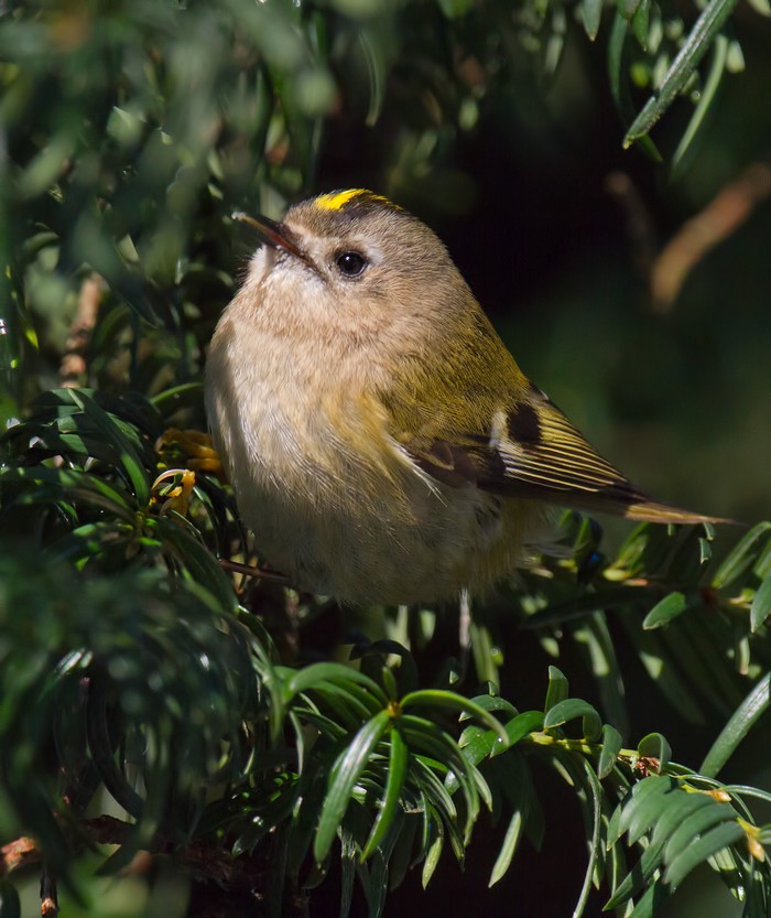 Goldcrest