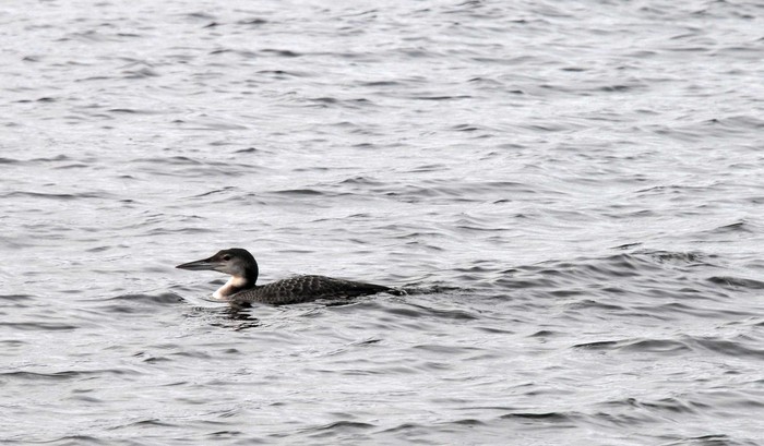 Great Northern Diver