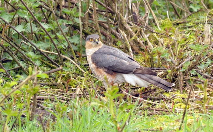 Sparrowhawk