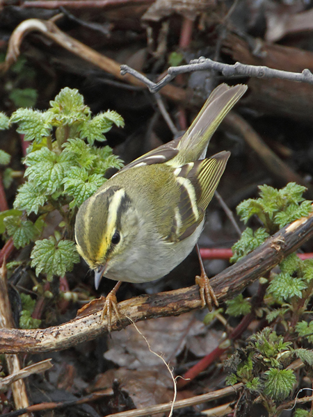 Pallas's Warbler