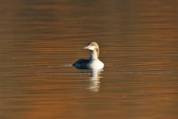 Pacific Diver