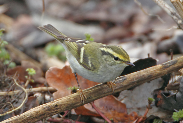 Pallas's Warbler