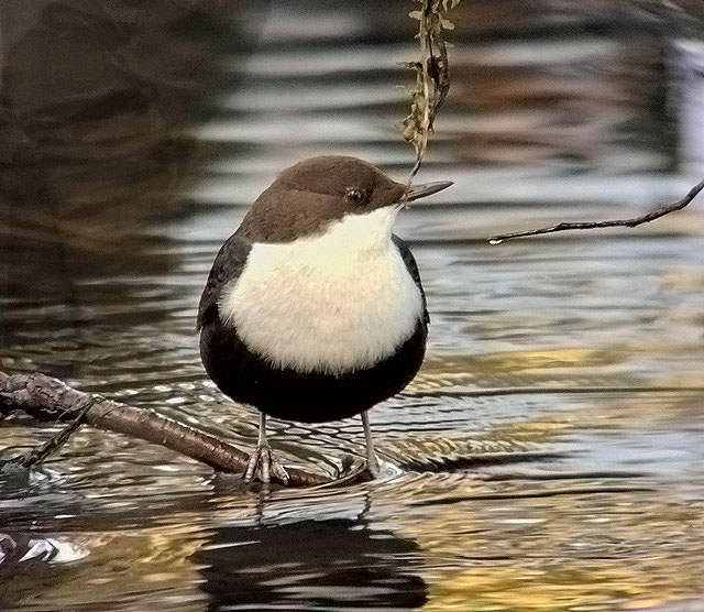 Black-bellied Dipper