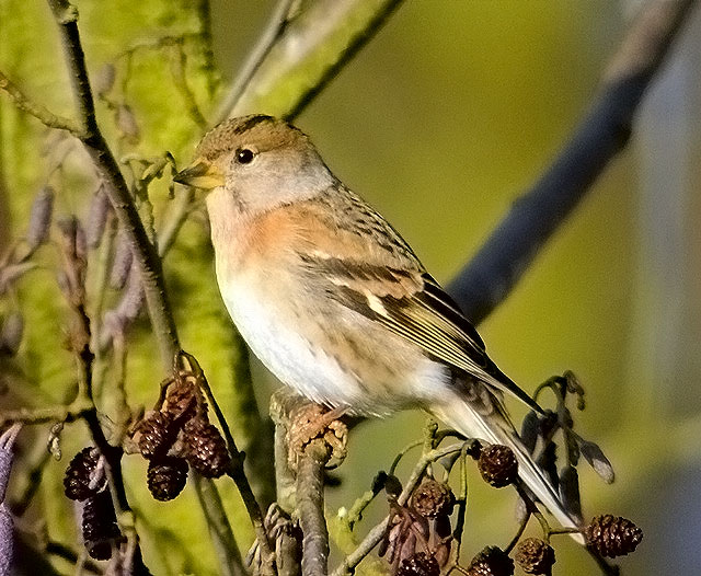 Brambling