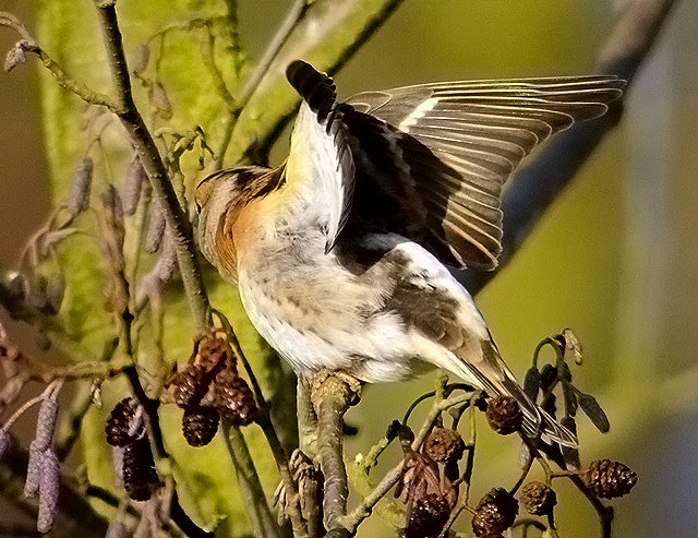 Brambling