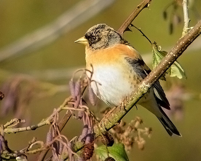 Brambling